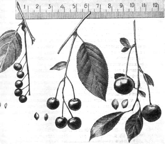   Primus Padus Maackii  Primus Cerasus ( - Prunus Padus Maackii,  - Primus Cerasus,   - ).