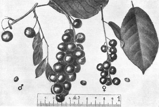 25.        (Pr. virginiana J. × Prunus Chamaecerasus Lack,  Pr. pensylvanica L.). -  ,  -  ,   - .